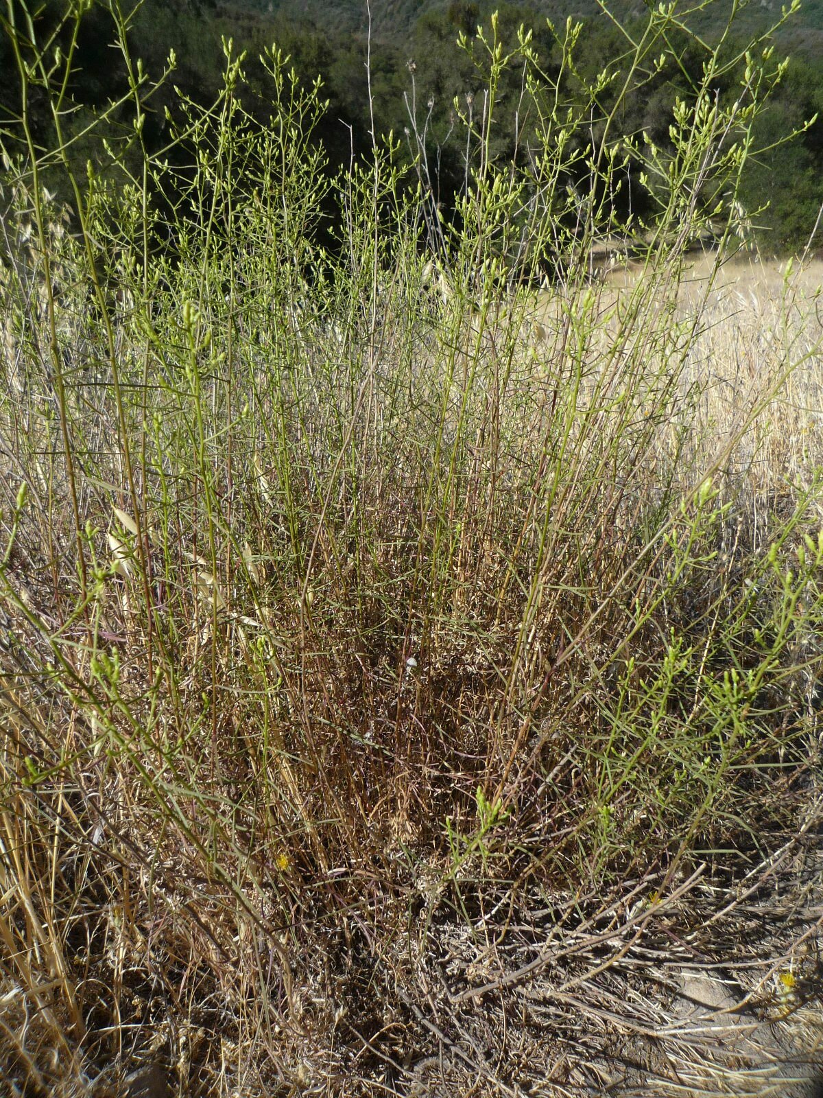 High Resolution Gutierrezia californica Plant